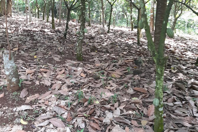 1 Day cocoa farm tour - From Accra to Asamankese by 7:30 a.m.