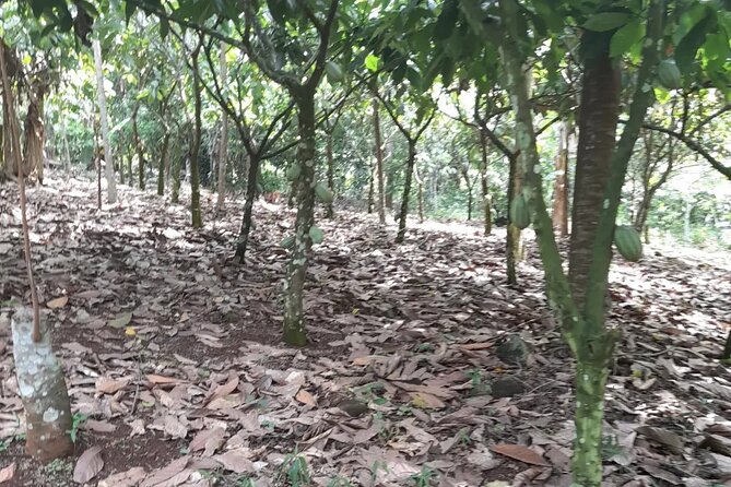 1 Day cocoa farm tour - A private guide makes the difference