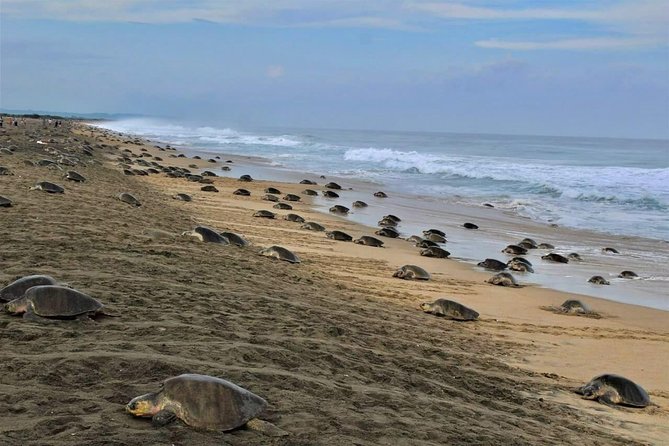 4 in 1 Tour - Mazunte, Cacao Factory, La Ventanilla National Park & Turtle Spawn - Starting in Pochutla at the Franco García chocolate factory