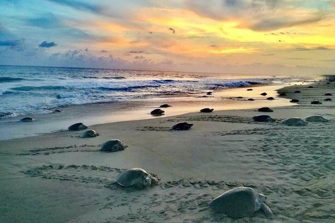 4 in 1 Tour - Mazunte, Cacao Factory, La Ventanilla National Park & Turtle Spawn - The turtle nesting event after sunset