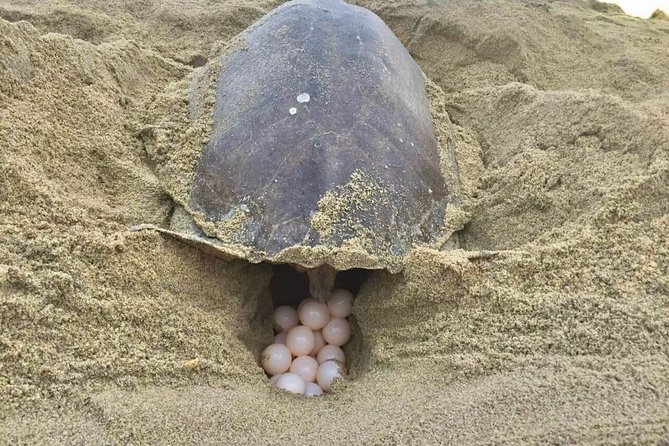 4 in 1 Tour - Mazunte, Cacao Factory, La Ventanilla National Park & Turtle Spawn - Timing, pickup, and group size
