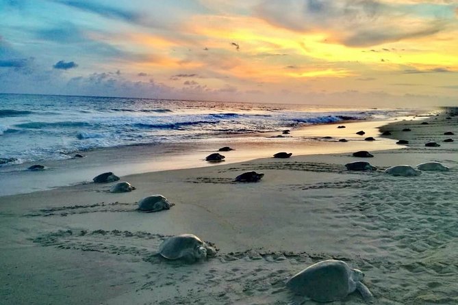 4-in-1 Tour - Mazunte,Cacao Factory, La Ventanilla & Turtle Spawn - Key things to know before booking