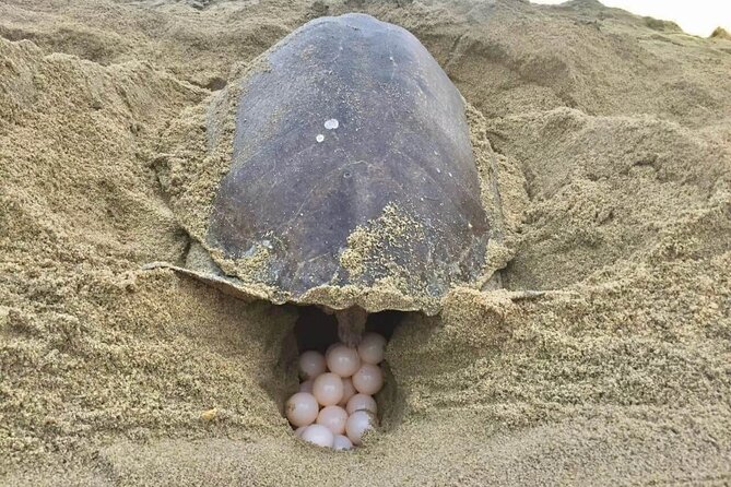 4-in-1 Tour - Mazunte,Cacao Factory, La Ventanilla & Turtle Spawn - Meeting your guide and settling into the drive