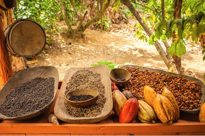 4x4 Dominican Adventure with Chocolate and Coffee Tasting - Learning the ATV Before the Trail