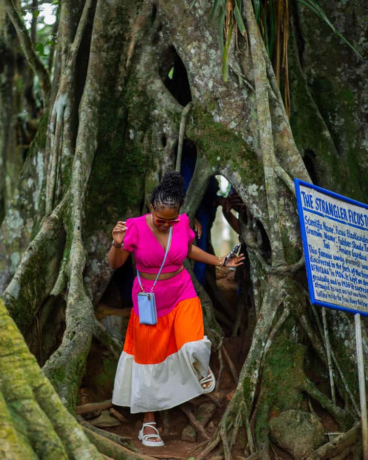 Accra: Aburi Botanical Garden, Cocoa Farm, and Waterfall … - Who will get the most from this outing