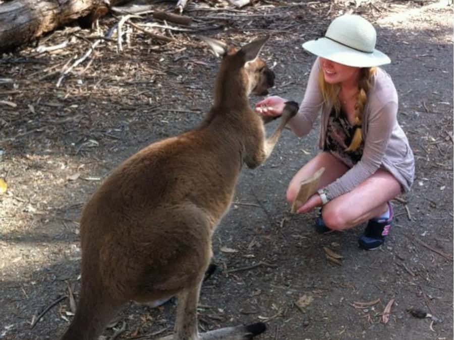 Adelaide: Barossa Day Out: Wines, Brewery, Chocolate & Lunch - Menglers Hill puts the Barossa in view