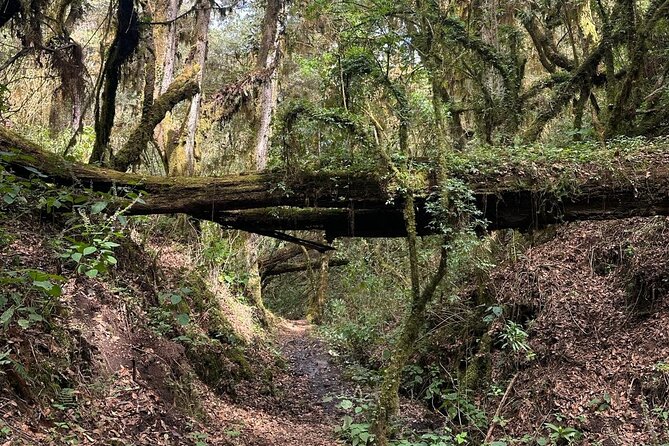 Amazing Walk through the Zapotec Mountains with Hot Chocolate - Key points to know before you book