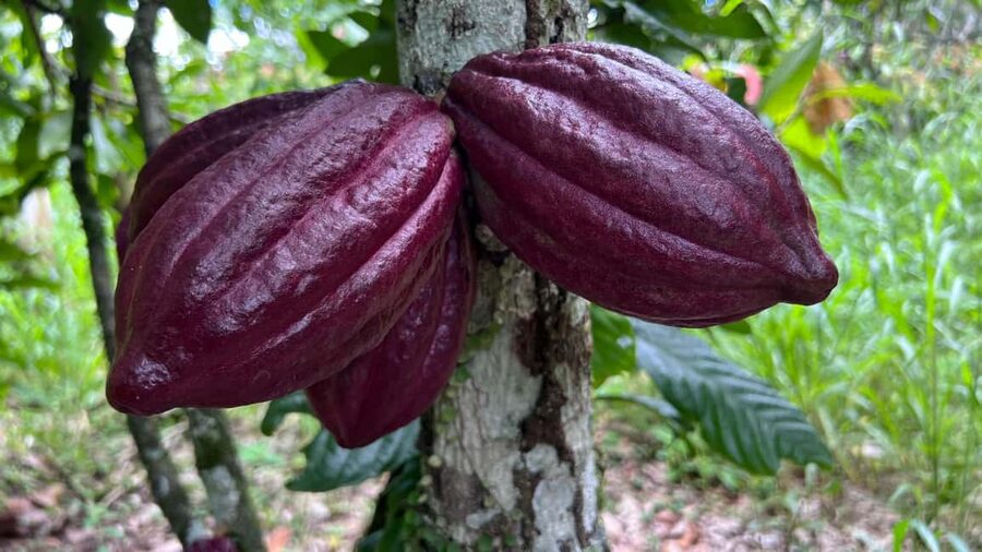 Ancestral Cocoa Tasting in Ronda – Tree to Cup Experience - What the one-hour cocoa experience is really about