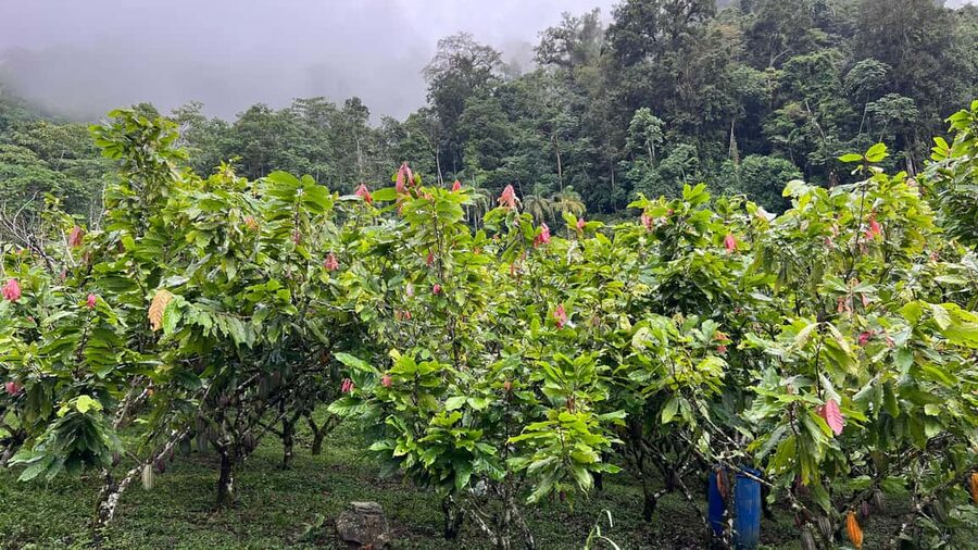 Ancestral Cocoa Tasting in Ronda – Tree to Cup Experience - Three ceremonial cocoa drinks from Peru and Ecuador