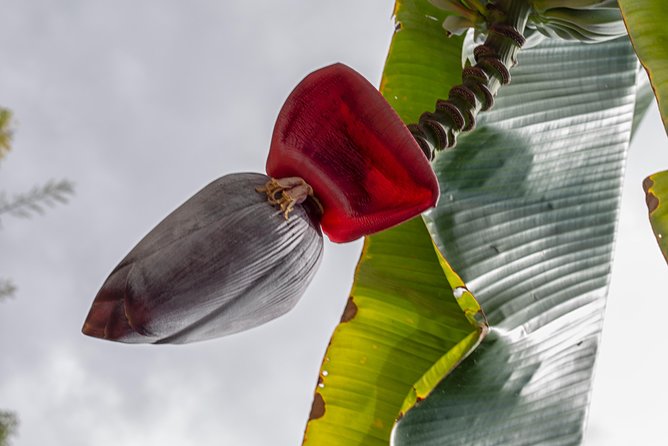 Award Winning Farm Tour: Coffee, Chocolate and Unique Gifts - Cacao and Chocolate From Plant to Sample