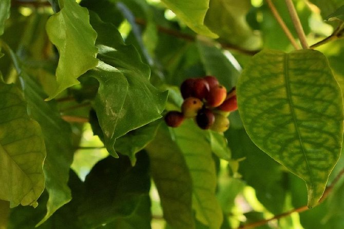 Award Winning Farm Tour: Coffee, Chocolate and Unique Gifts - Tastings and the Gift Shop