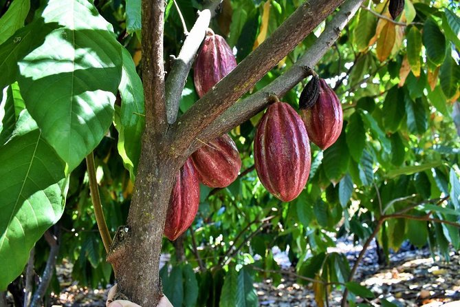 Award Winning Farm Tour: Coffee, Chocolate and Unique Gifts - Who Will Enjoy This Farm Experience