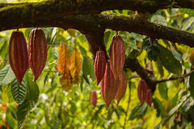 Bean to Bar Chocolate Mini Tasting in Bonn - A useful ingredient policy for people with food concerns