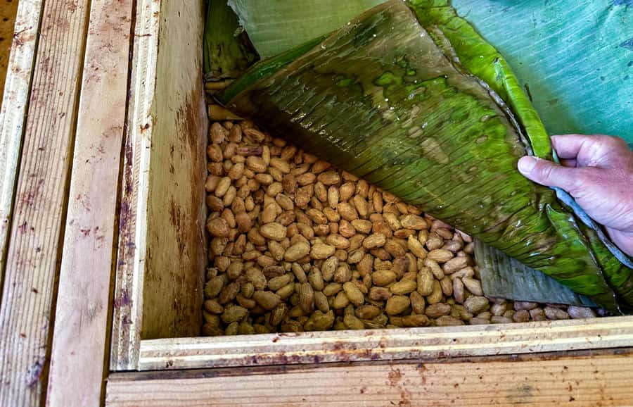 Big Island Hawaii: Craft Chocolate Tasting and Farm Tour - Who Should Book This Experience