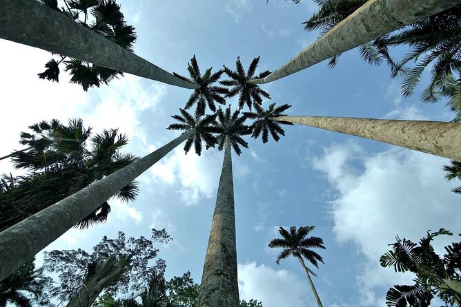 Boti Falls, Umbrella Rock, Aburi Gardens & Cocoa Farm Day Tour - Climbing Umbrella Rock in the forest