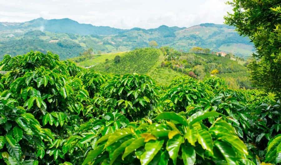 Cacao and Coffee Tour - Starting at Minca’s church and walking into the hills