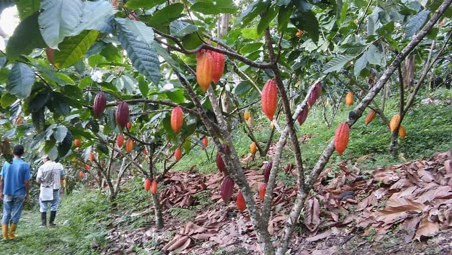 Cacao and Coffee Tour - Tasting coffee in its organic form