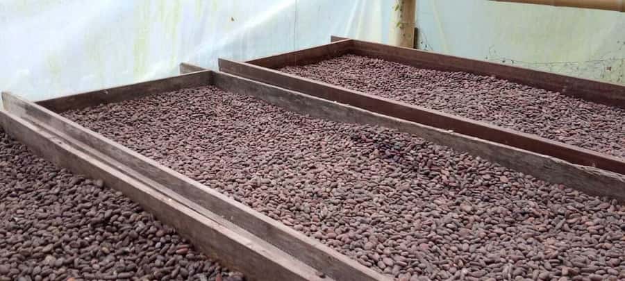Cacao and Coffee Tour - The viewpoint toward Santa Marta