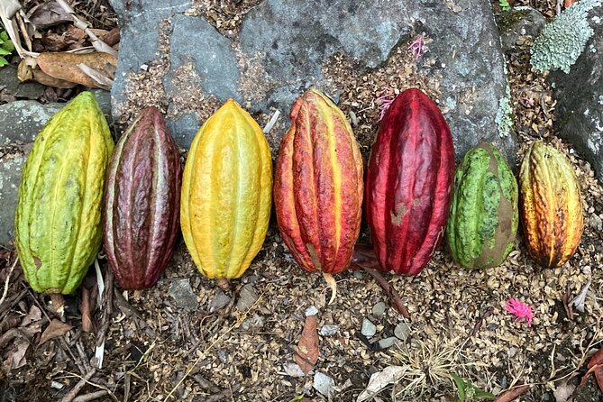 Cacao day experience from the wood to your cup! - From cacao seed to handmade chocolate in Oaxaca