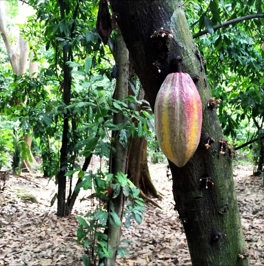 Cacao Experience Tour - Learning how cacao becomes chocolate