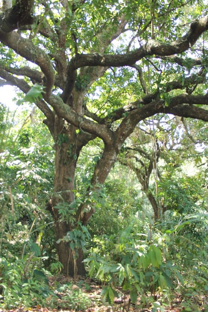Cacao Experience Tour - What $46 buys you