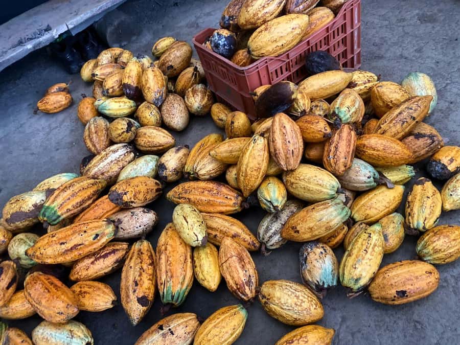 Cacao Experience Tour - Safety, weather, and what to pack