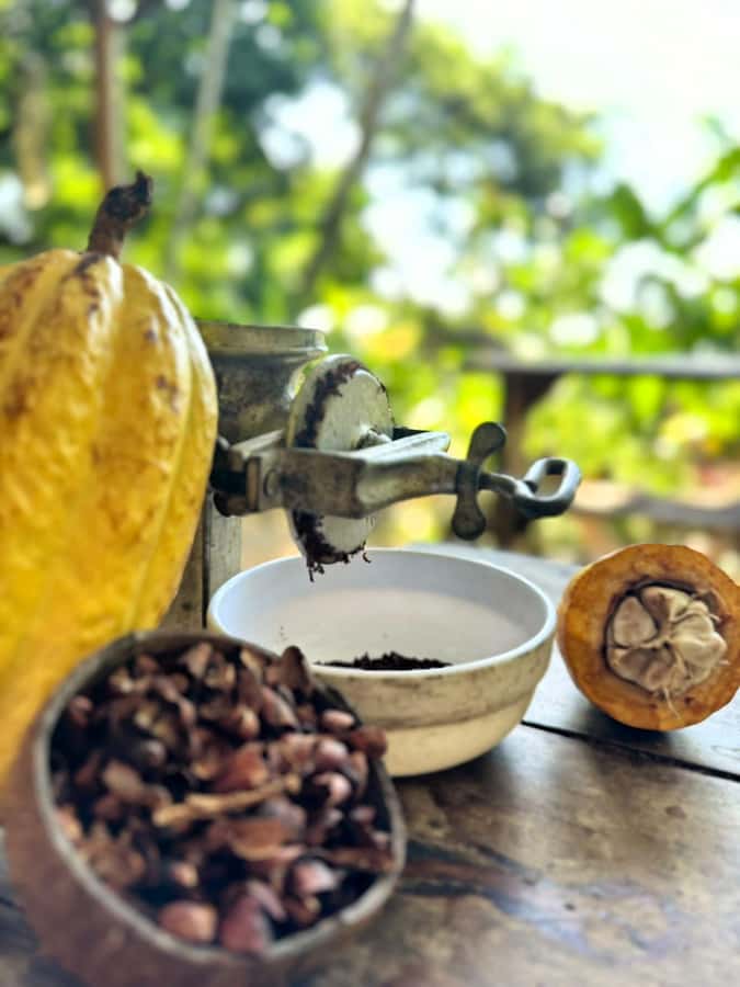 Cacao Experience Tour - Walking through the Minca forest