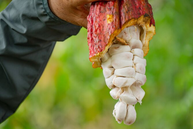Cacao Farm Excursion Day Trip from Guayaquil - From Guayaquil streets to a working cacao farm