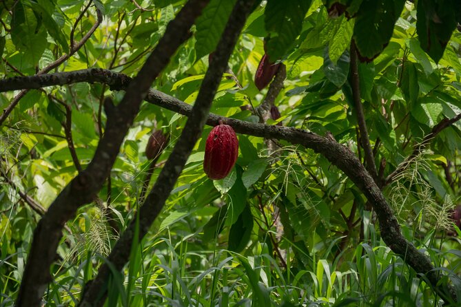 Cacao Farm Excursion Day Trip from Guayaquil - Turning cacao seeds into chocolate