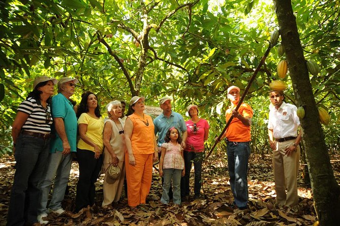 Cacao Plantation and Chocolate Factory Tour- Chocolate Lovers - From cacao seed to finished bar
