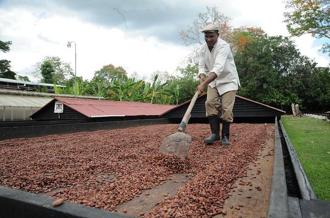 Cacao Plantation and Chocolate Factory Tour- Chocolate Lovers - Who will enjoy this chocolate day most