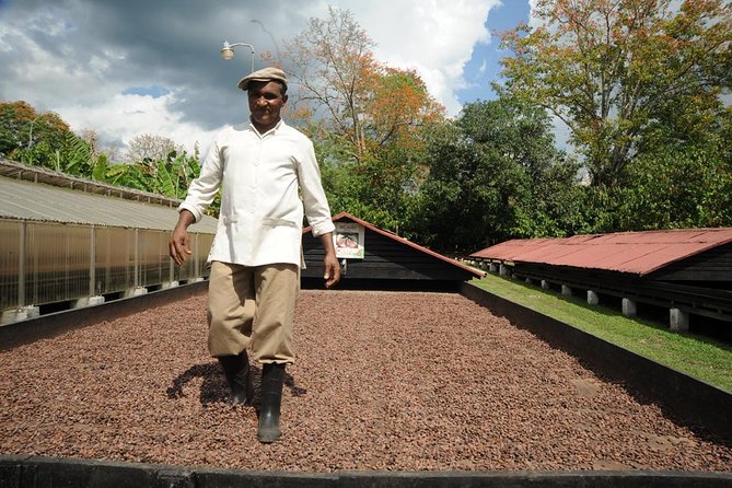 Cacao Plantation and Chocolate Factory Tour- Classic - Why this cacao tour is more than a chocolate tasting