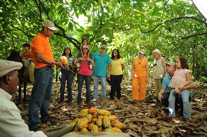 Cacao Plantation and Chocolate Factory Tour- Classic - What to wear and how demanding it is