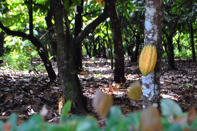 Cacao Plantation and Chocolate Factory Tour- Classic - Starting with the cacao plant at El Sendero del Cacao