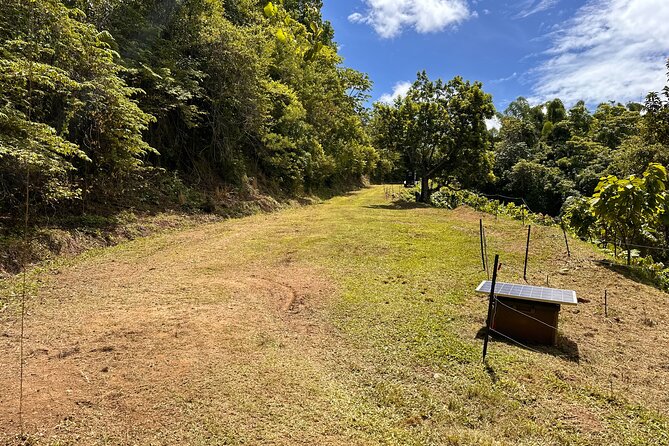 Cacao Walking Tour in Puerto Rico - The bean-to-bar lesson, from farm crop to finished chocolate