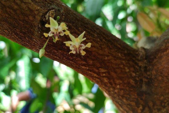 Cacao Walking Tour in Puerto Rico - How the $35 price works for you