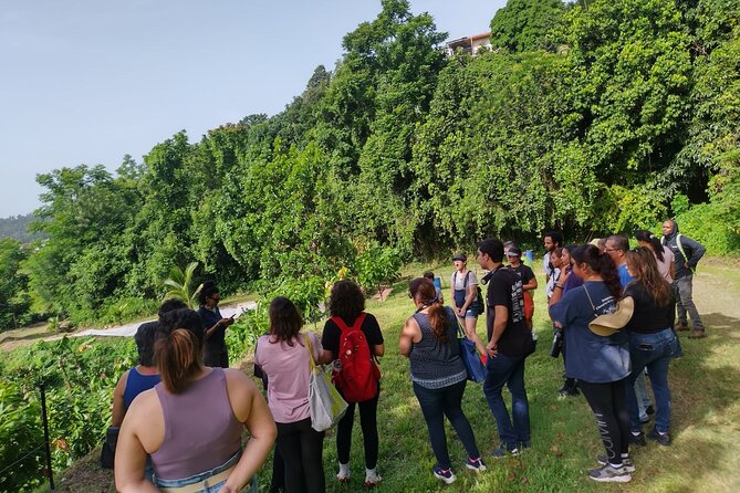Cacao Walking Tour in Puerto Rico - Who will enjoy this farm experience most