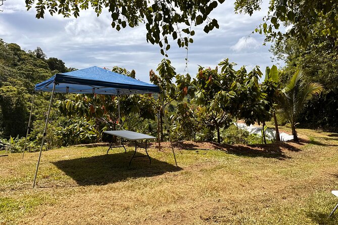 Cacao Walking Tour in Puerto Rico - Booking, cancellation, and practical planning