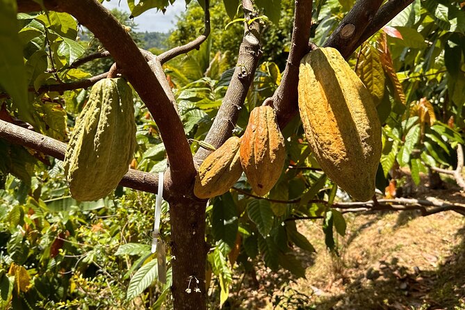 Cacao Walking Tour in Puerto Rico - Following cacao from flower to fruit