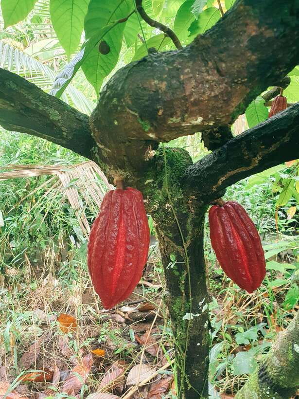 Can Tho: Countryside Cycling Tour with Cocoa Farm Visit - From 02 Đường Hai Bà Trưng to the village paths