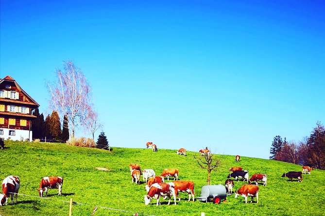 Cheese, Chocolate and Wine in the Bern Region from Luzern - The guide can shape the day