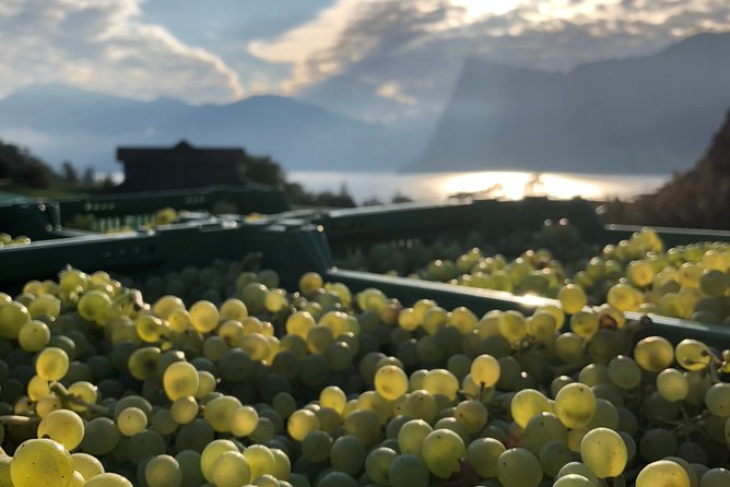 Cheese, Chocolate and Wine in the Bern Region from Luzern - Gruyère cheese, made close to the source