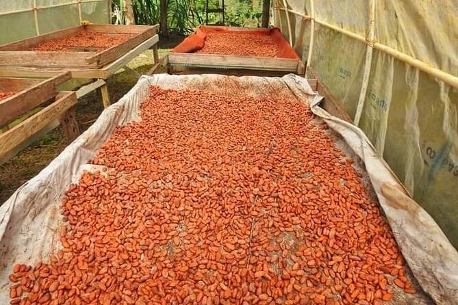 Chocolate and Coffee Tour Farm Don Jorge - Who will enjoy Farm Don Jorge most