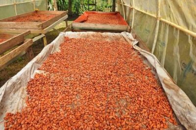 Chocolate and Farm Tour with local Tico family