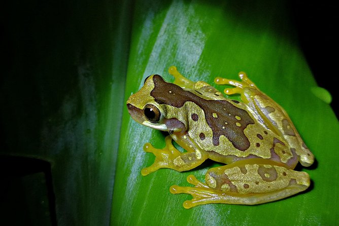 Chocolate and Night Tour in La Fortuna - Chocolate first, jungle creatures after dark