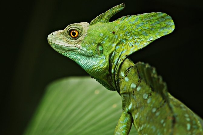Chocolate and Night Tour in La Fortuna - The night walk: frogs, sloths, and small surprises