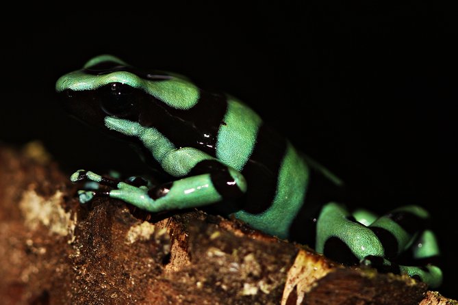 Chocolate and Night Tour in La Fortuna - Who will enjoy this evening most