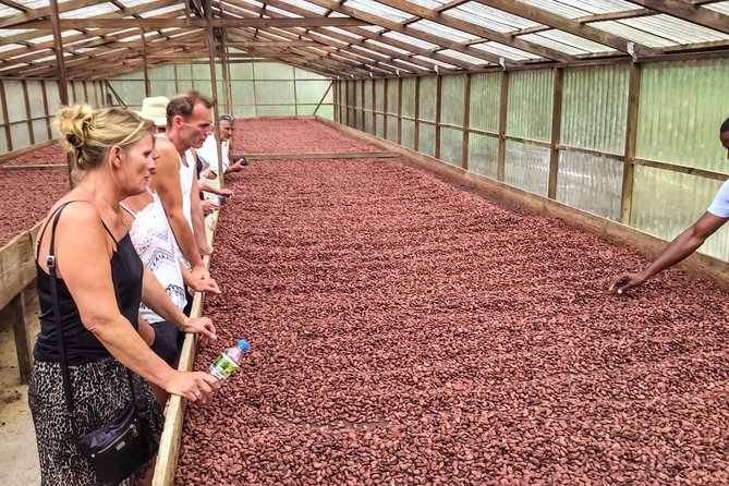 Chocolate Factory Belmont Estate, Annandale Falls & Grand Etang Lake Tour - Belmont Estate: the reason to choose this tour