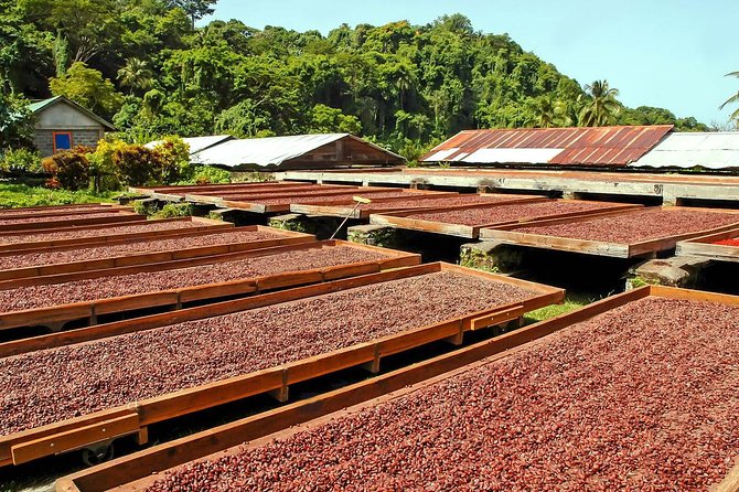 Chocolate Factory Belmont Estate, Annandale Falls & Grand Etang Lake Tour - Weather, cancellations, and changing plans