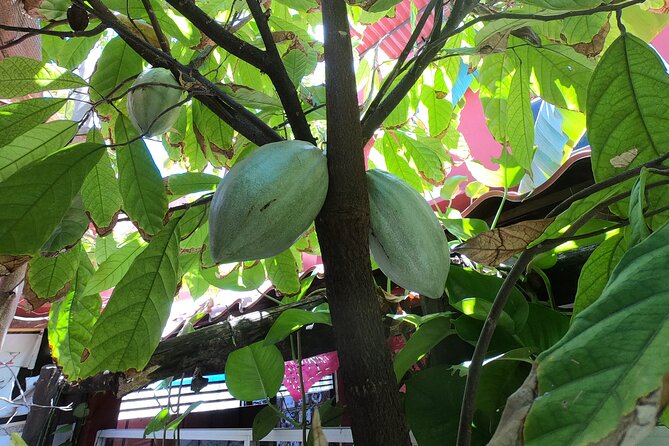 Chocolate Tasting & mayan Presentation - Should you book it?